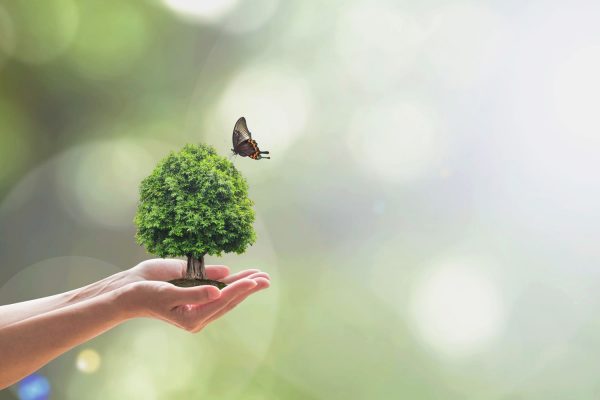 Montage photo d'un arbre posé sur une main et d'un papillon